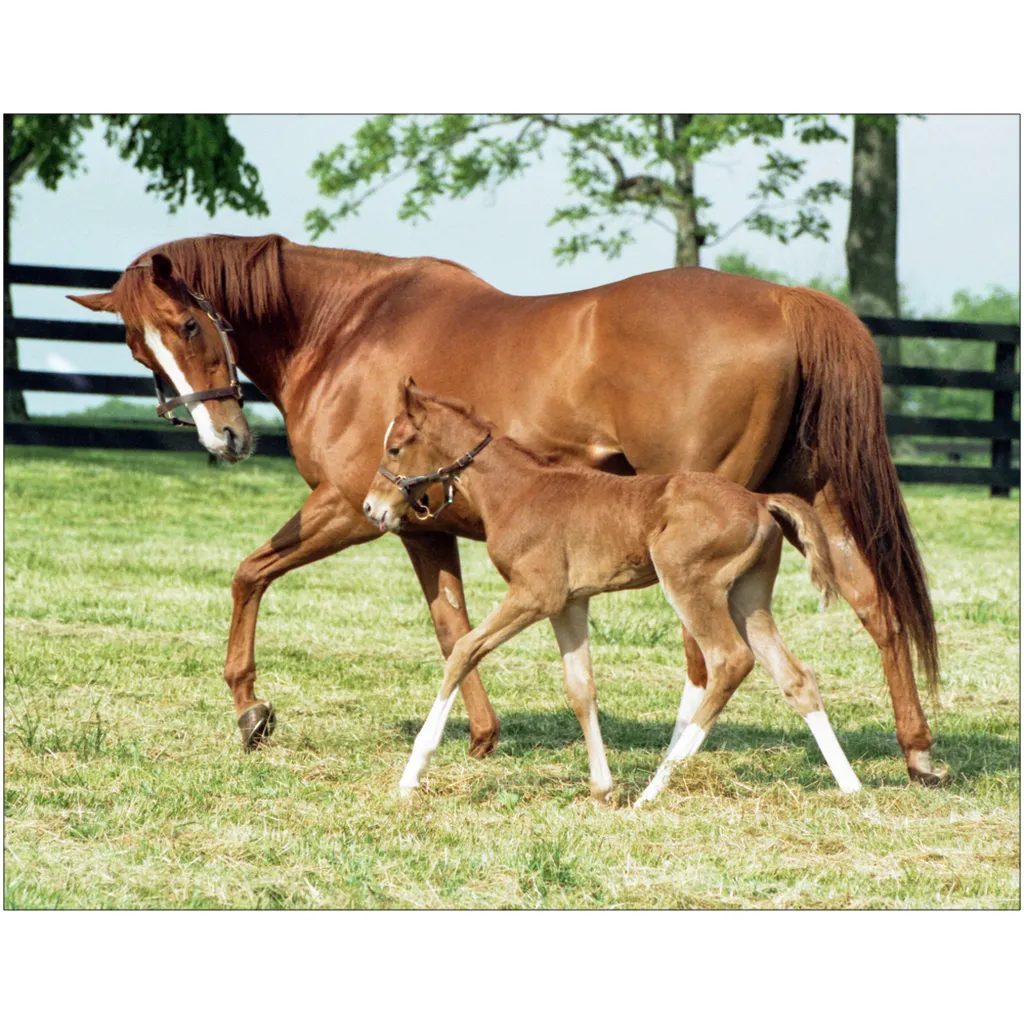 Genuine Risk and Foal