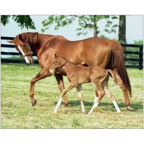 Genuine Risk and Foal