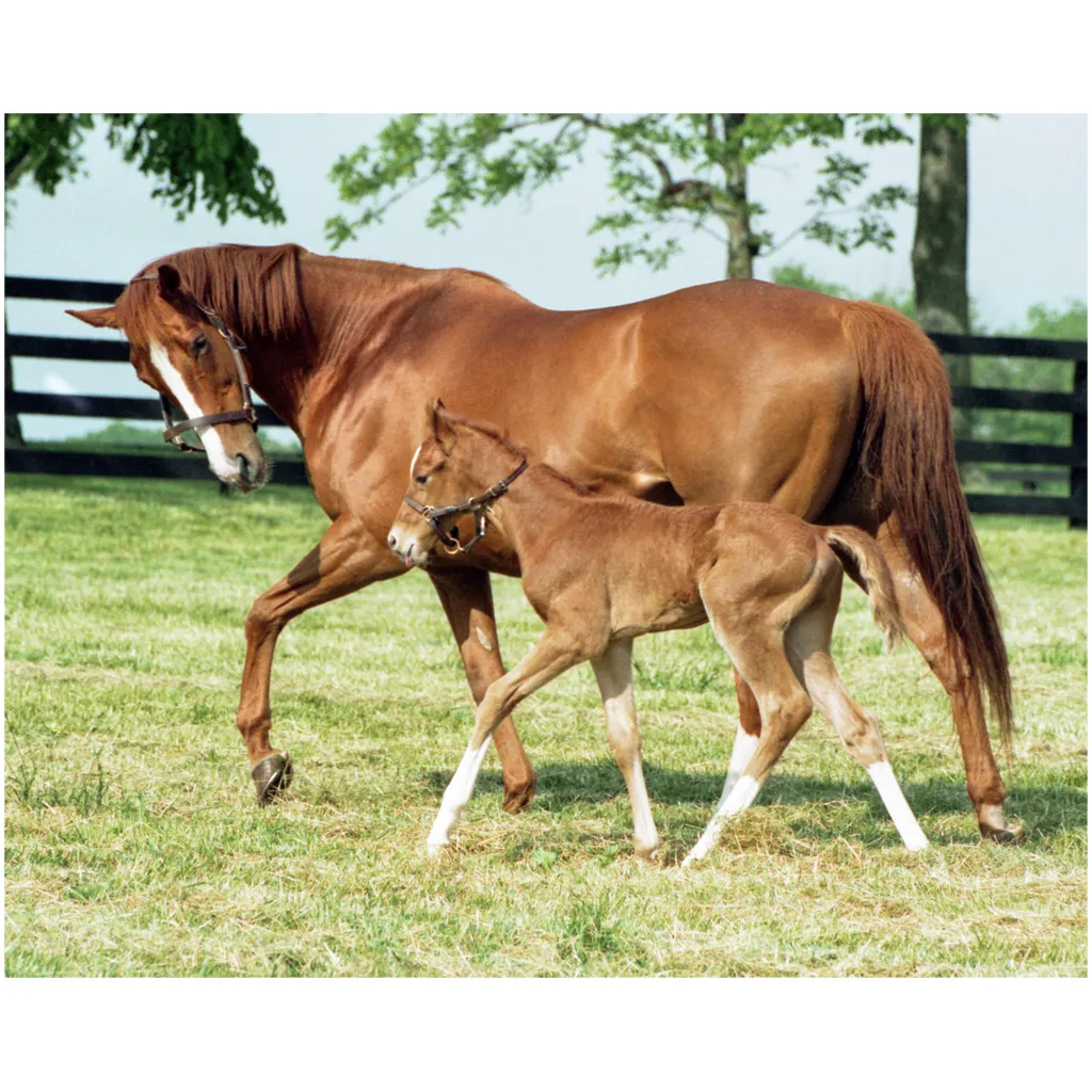 Genuine Risk and Foal